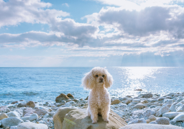 모두투어, 반려견과 함께하는 '모두N펫 제주도' 기획전 출시