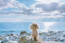 모두투어, 반려견과 함께하는 '모두N펫 제주도' 기획전 출시