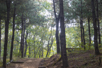 가을에 걷기 좋은 '경기도 숲길' 6곳